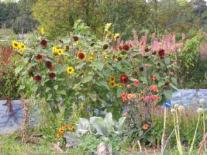 The Award Winning Penny's sunflower plot! (just shows what that horse manure can muster, eh?)