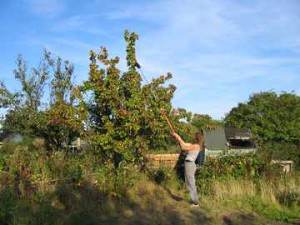 Clegg's Patented Pear Picker. A team of 40 people worked for 4 years to bring you this state of the art pear picker. Fashioned from 2 bits of metal, a coathanger, an old hinge, a bike pump spring, some string and a pair tights (buyer provides). Available now for only £450.99p from Clegg's Miracle Technologies Ltd.