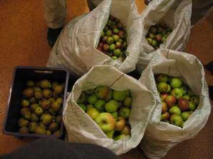 Plot 22 displays a mighty harvest of apples and pears. 3 apple trees and 1 pear tree provided 1 sack of cookers, 3 sacks of eaters and half a box of pears. Cider anyone?