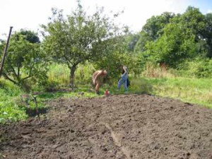 That first stage - plot clearance then turning over the ground for the first time. These two are just about to take a well earned rest underneath the apple trees of plot 22.