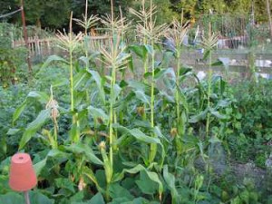 Sweetcorn straight from the plot really taste different, great with a bit o' butter!