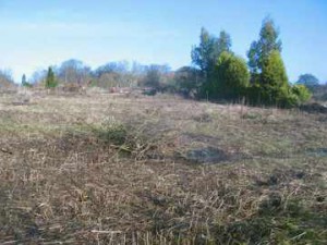 The clearance of plots 44-53 down the side of the cemetery wall has made an interesting scrubland of sorts - yet, incredibly, these are some of the last plots left! 