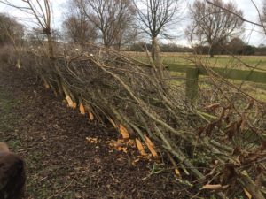Hedgelaying November 2017-March 2018